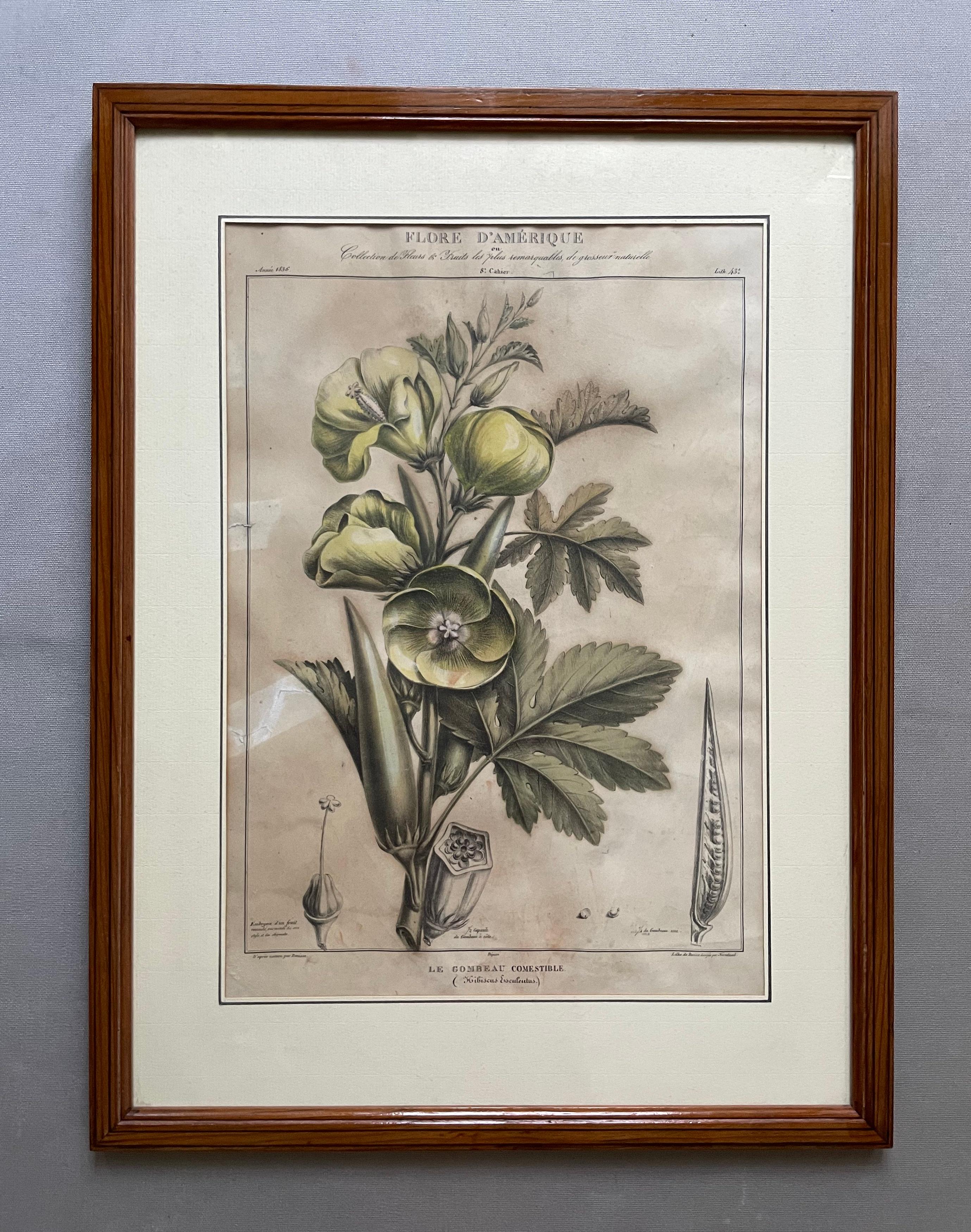 Dos litografías botánicas, Flora de América - Print de Étienne DENISSE
