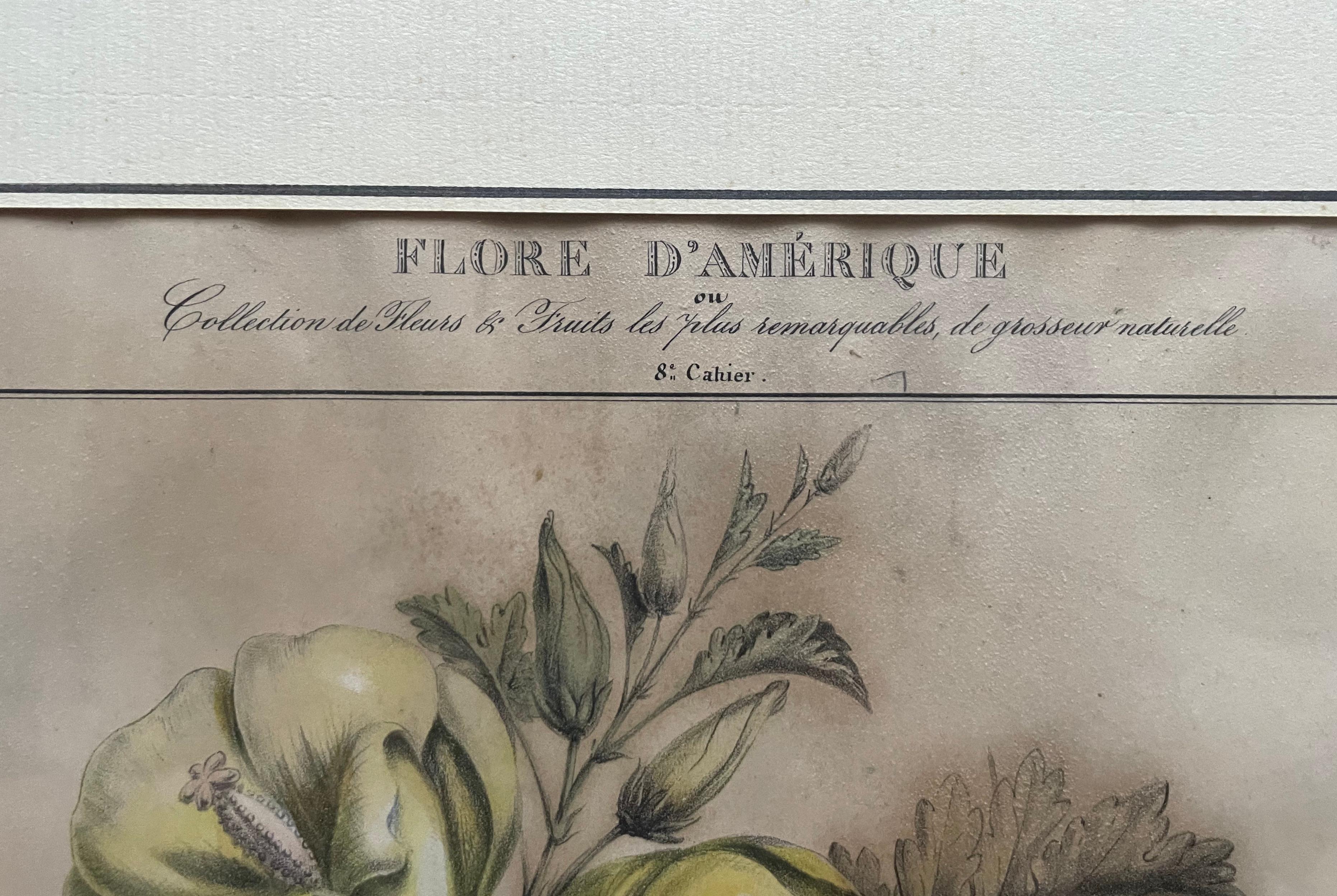 Dos litografías botánicas, Flora de América - Figurative Print Gris de Étienne DENISSE