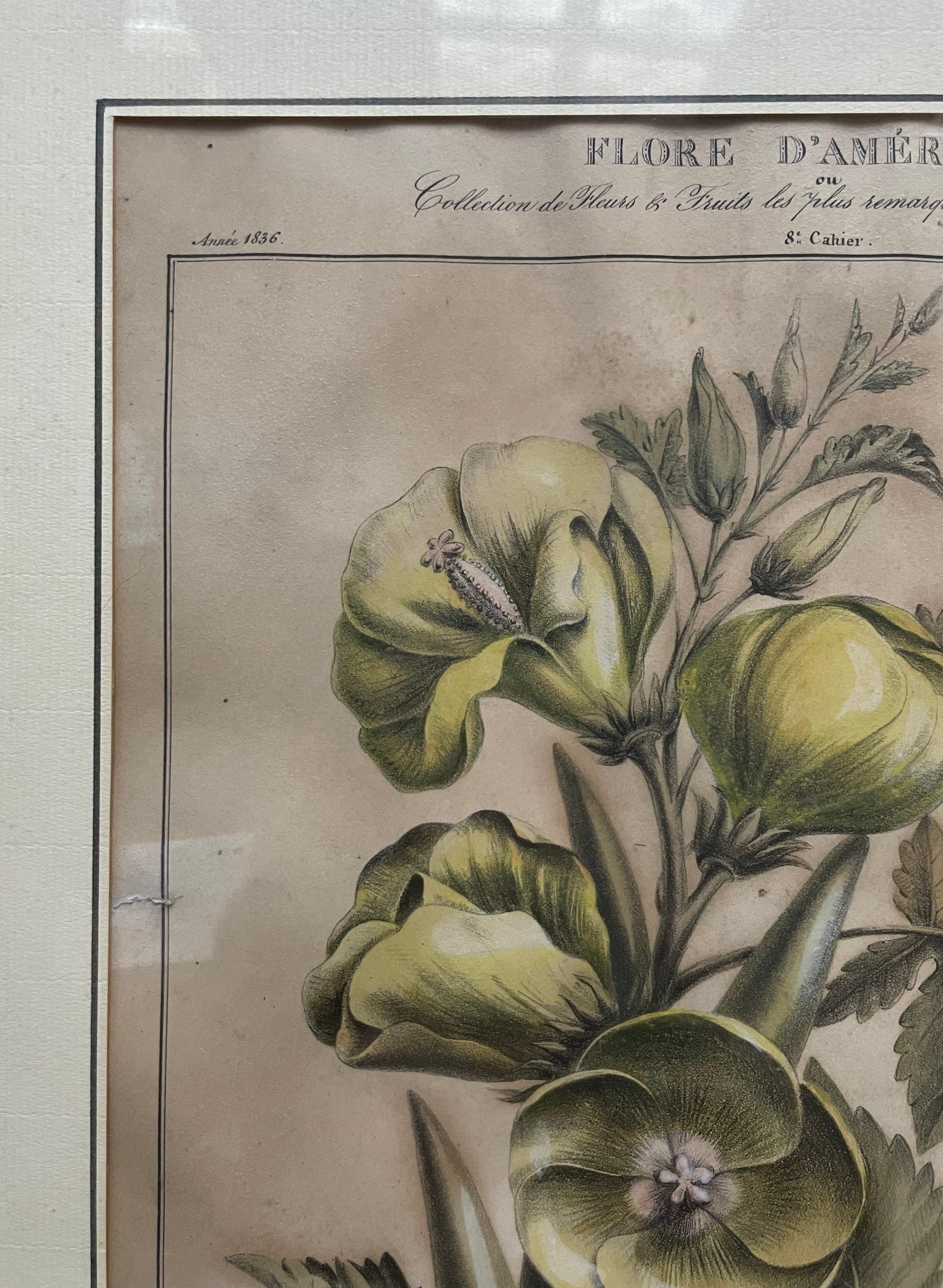 Étienne DENISSE (1785-1861)
Gombeau Comestible y Trompette.
Colección de las Flores y Frutas más notables, tamaño natural.
Dos litografías realzadas con acuarela.
Hacia 1830.
Enmarcado y bajo cristal.
Desgaste, pequeña suciedad, ondulaciones del