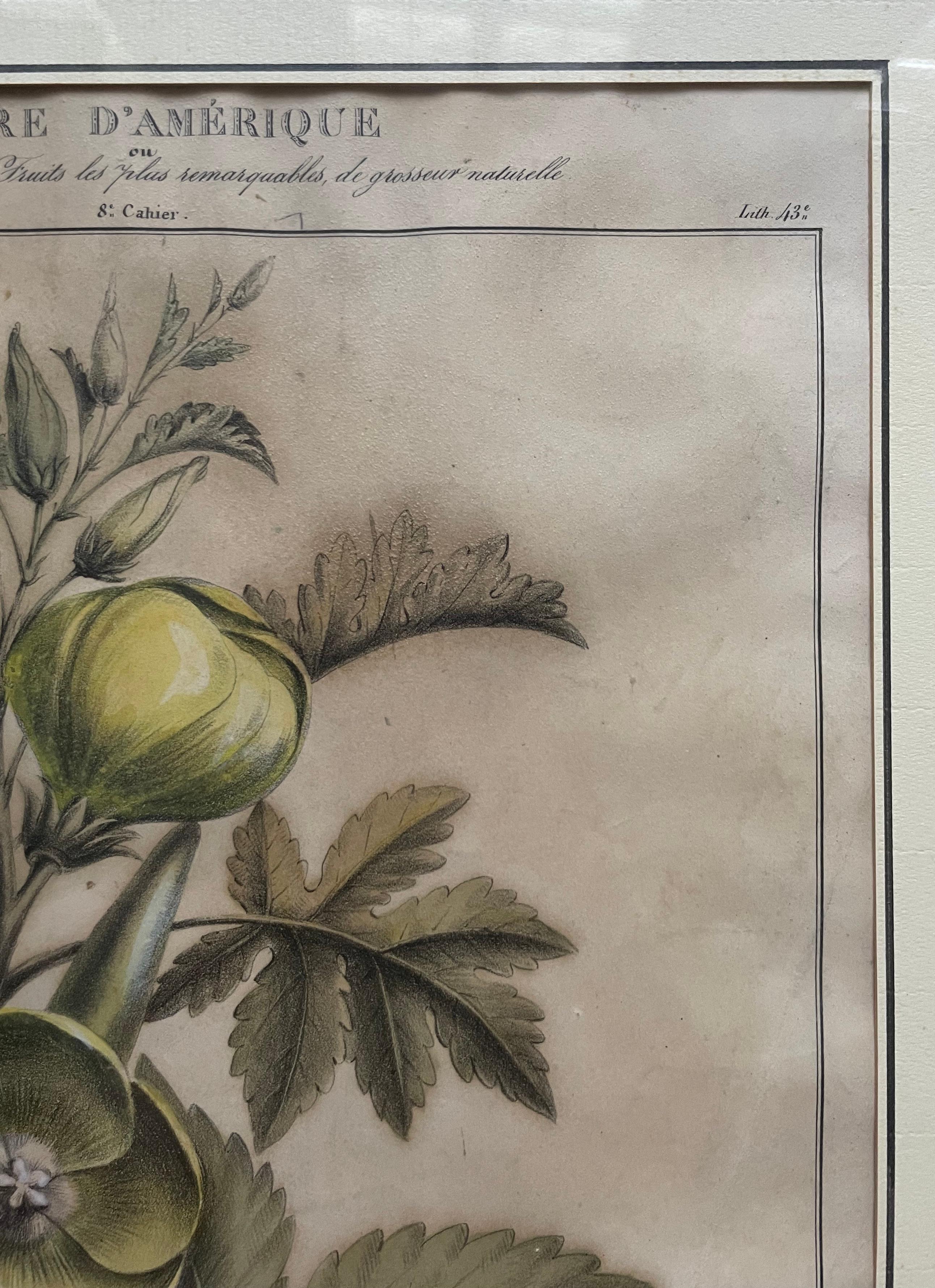 Dos litografías botánicas, Flora de América en venta 1
