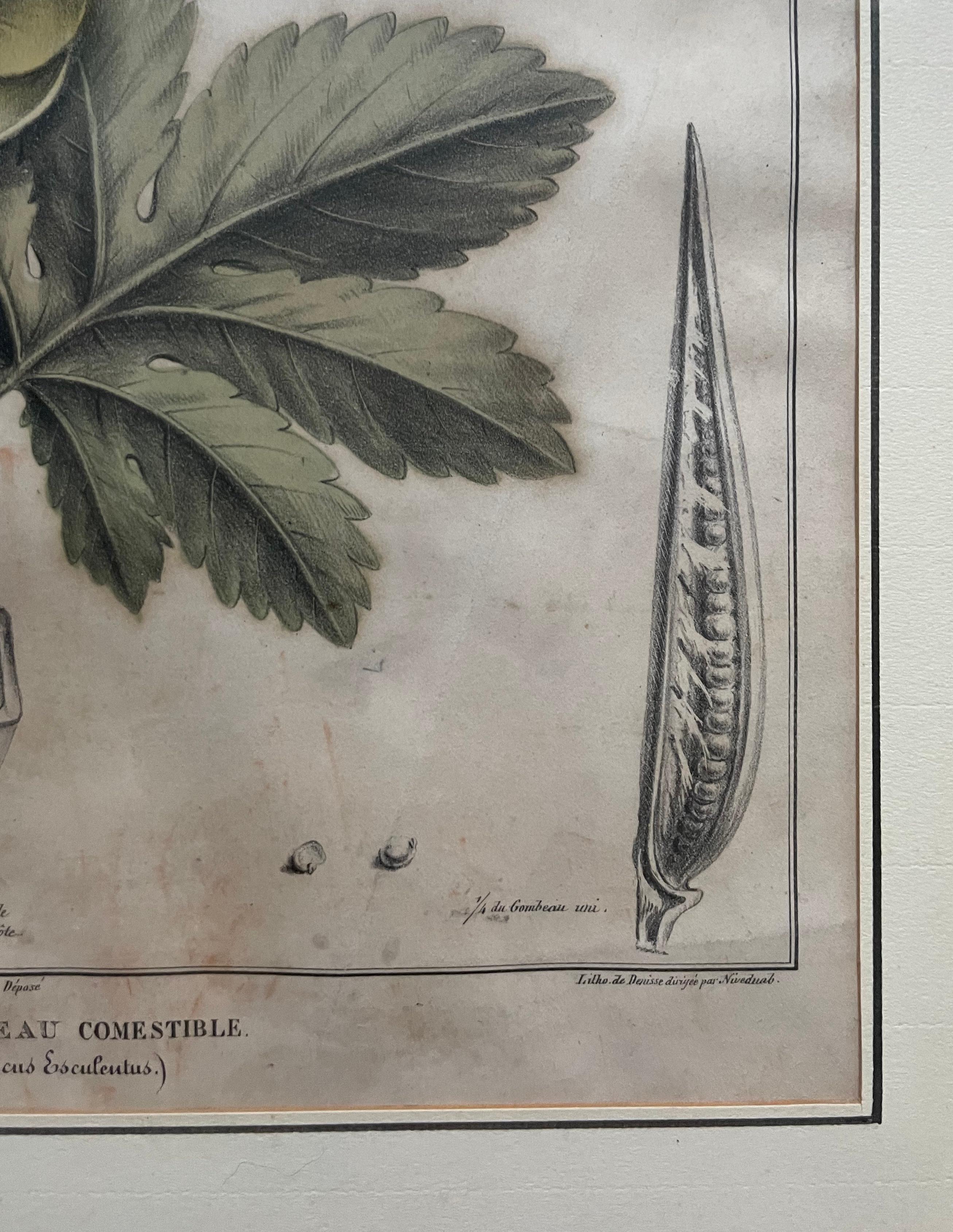 Dos litografías botánicas, Flora de América en venta 2