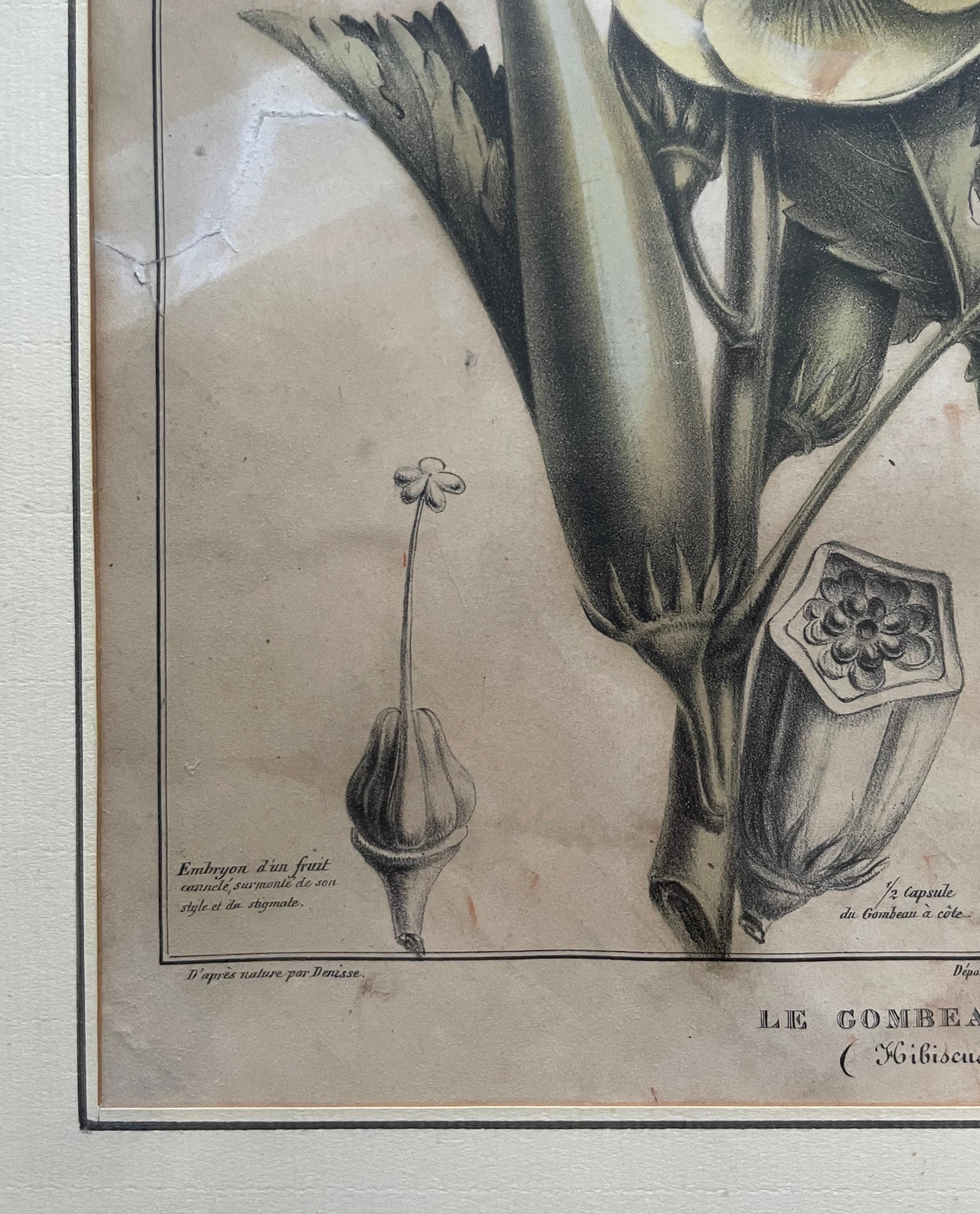 Dos litografías botánicas, Flora de América en venta 3