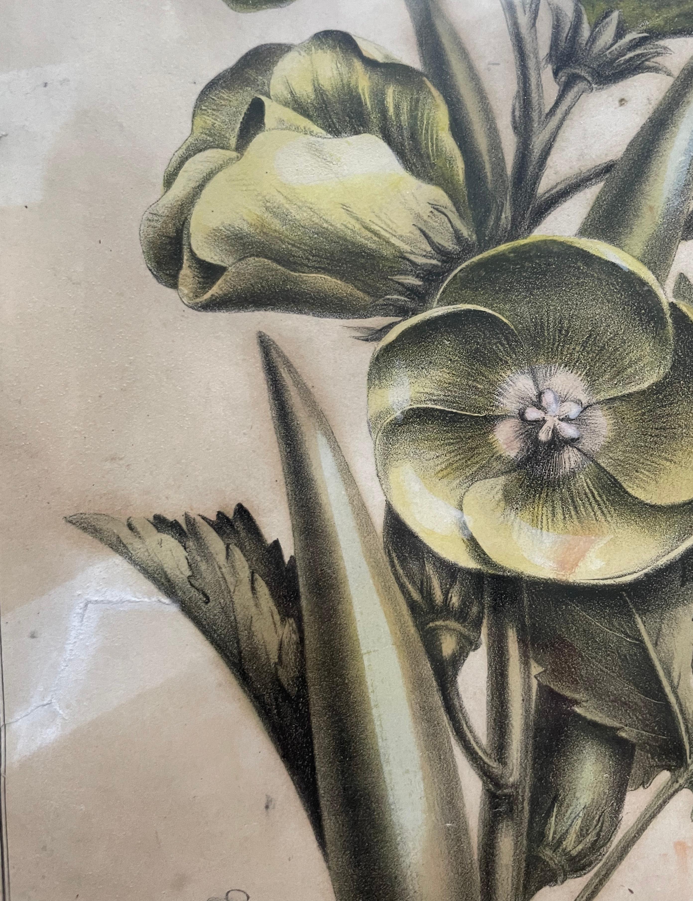 Dos litografías botánicas, Flora de América en venta 5
