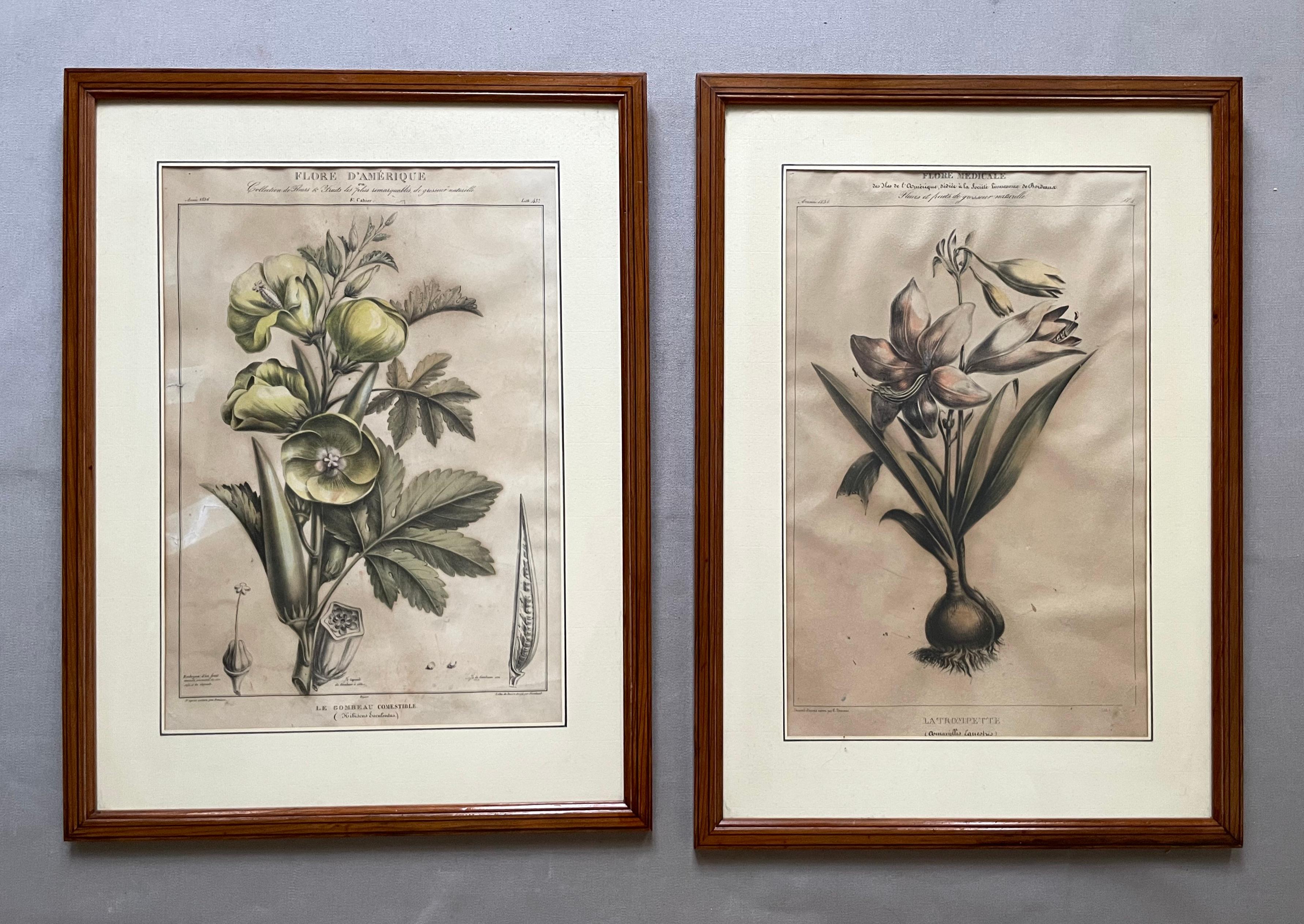 Figurative Print de Étienne DENISSE - Dos litografías botánicas, Flora de América
