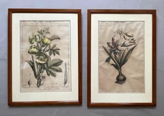Two Botanical Lithographs, Flora Of America