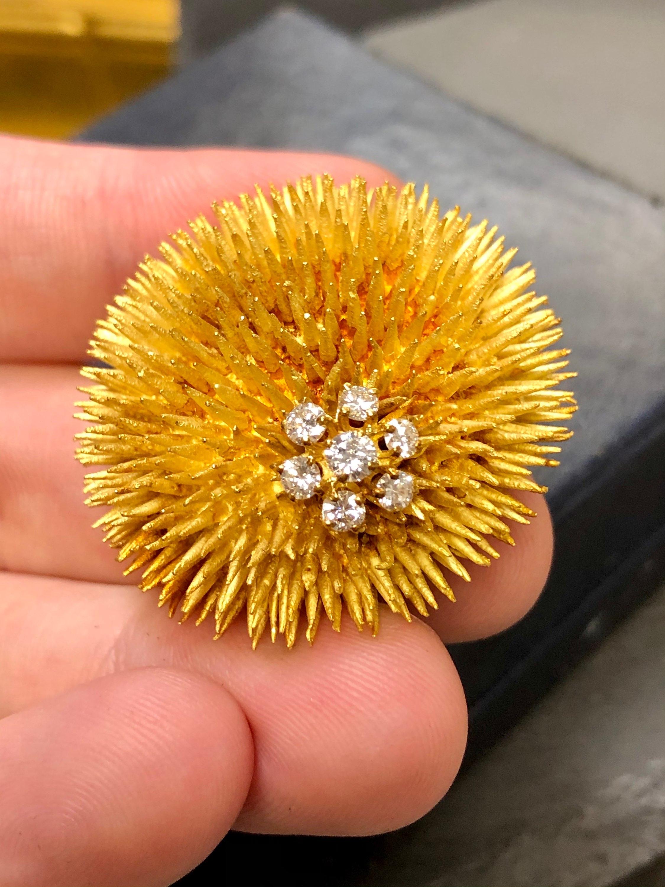 yellow urchin