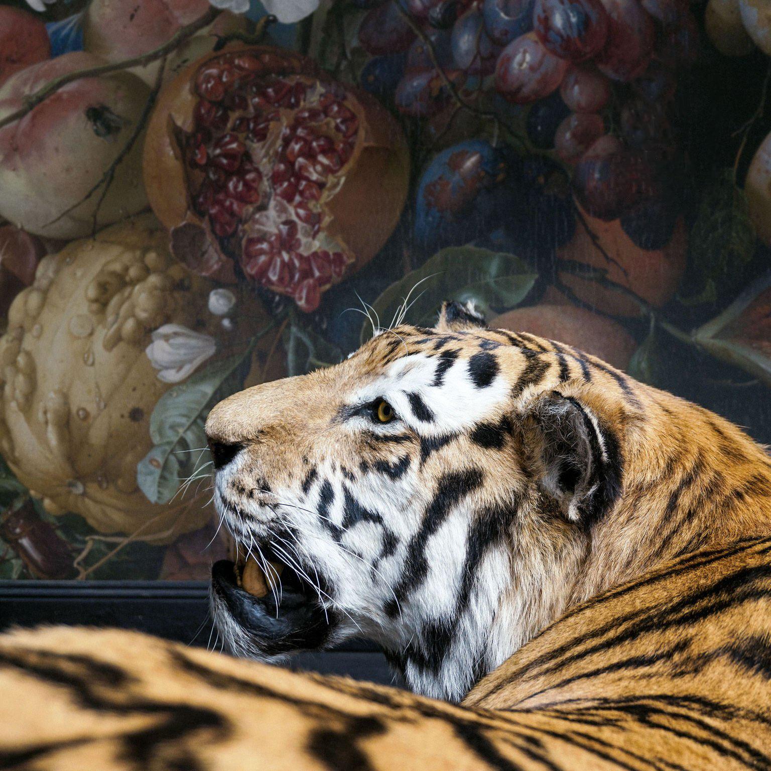 taxidermy tiger