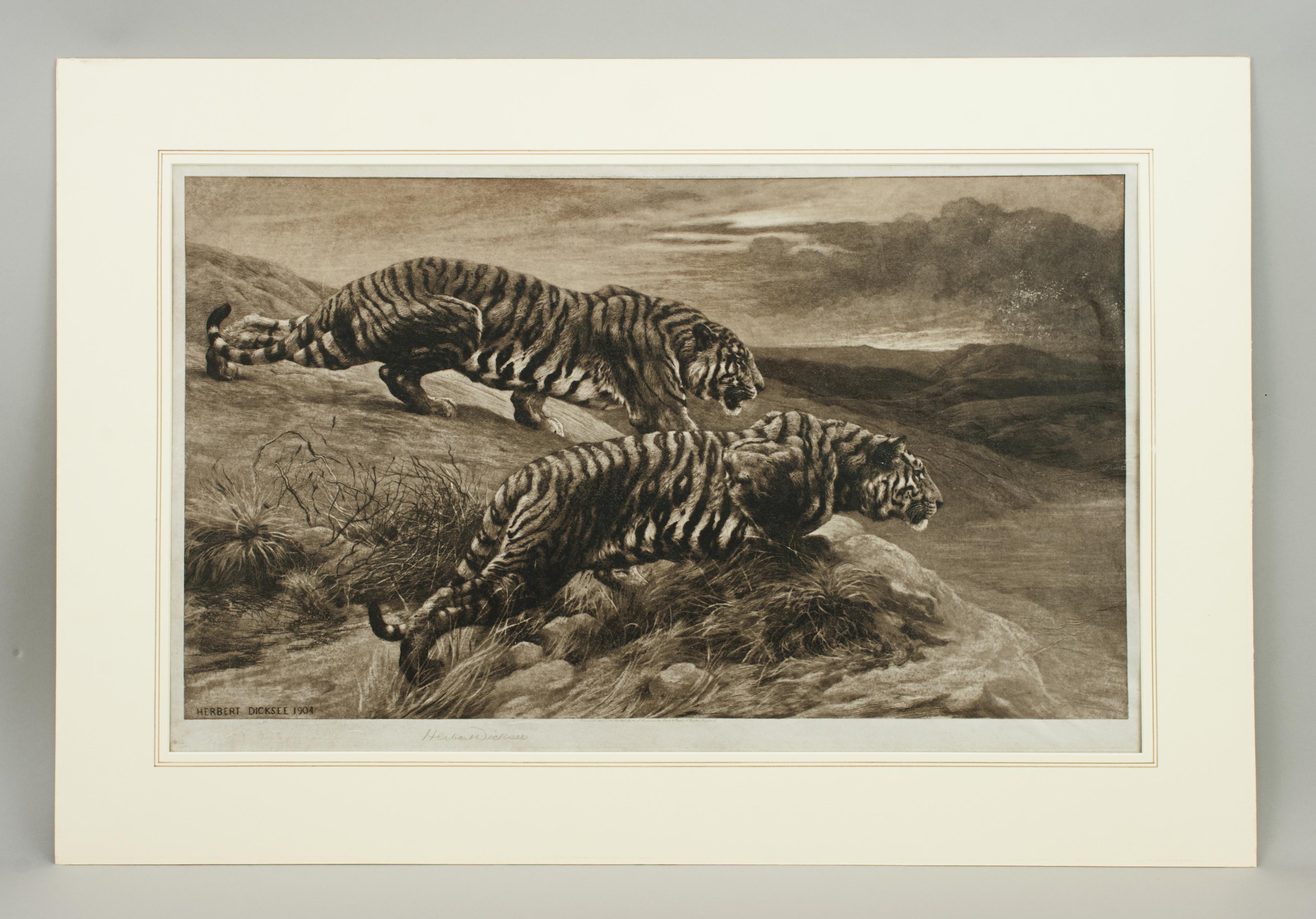 Tiger rtching by Herbert Dicksee, the Destroyers
A very strong black and white wildlife picture of a pair of Tigers crouching on some rocks overlooking the open grassland below. The powerful etching is by Herbert Thomas Dicksee, published September