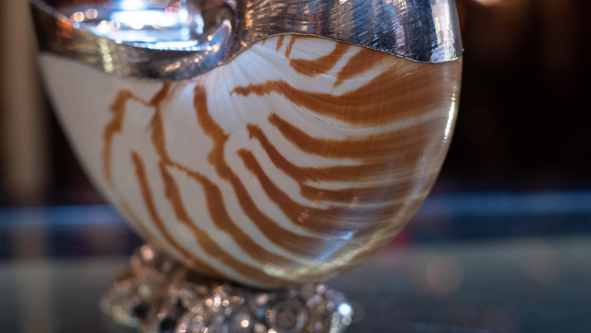 tiger nautilus shell