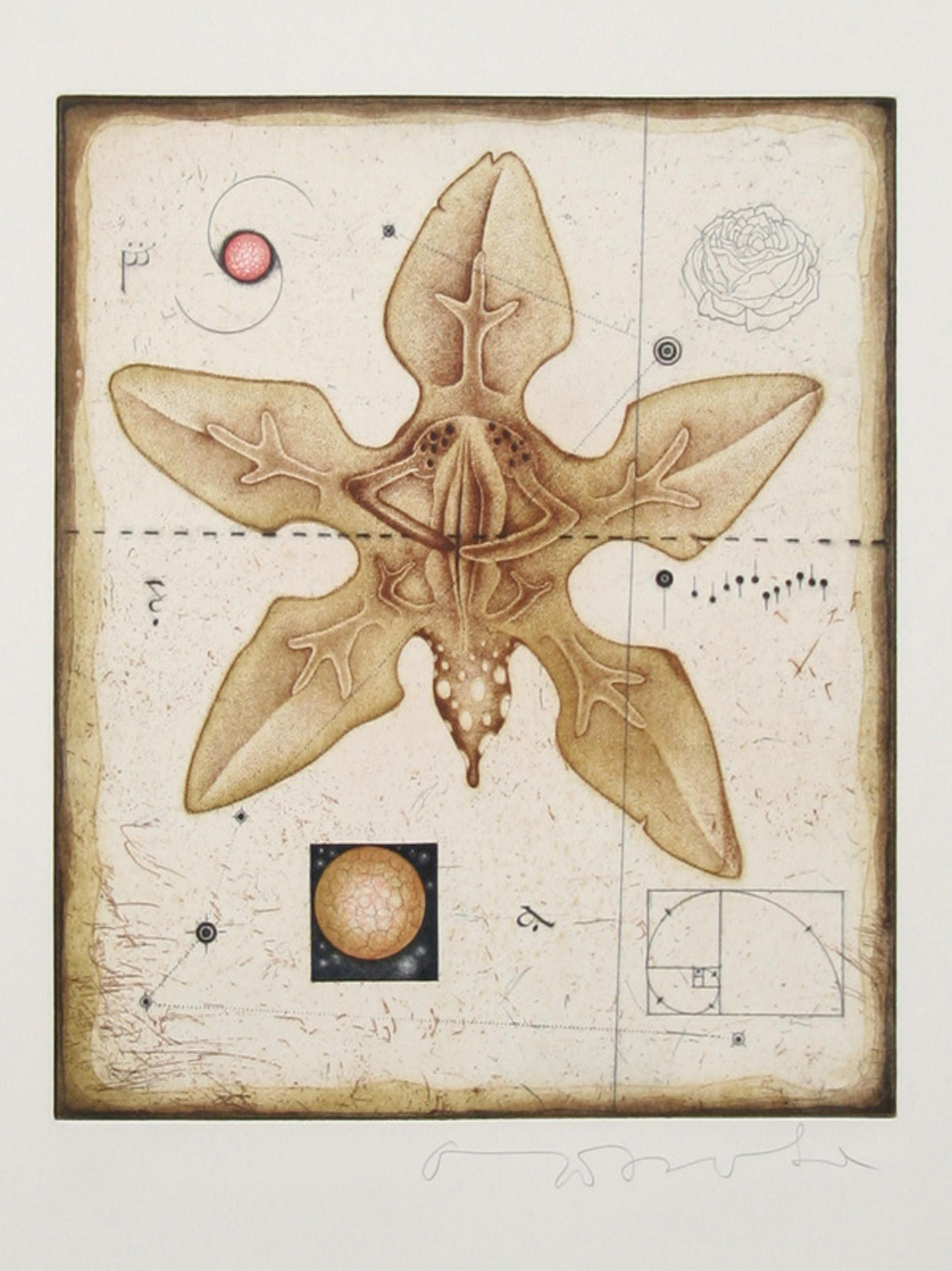 Tighe O'Donoghue's detailed depiction of a flower is highly reminiscent of anatomical drawings and mathematical studies due to the careful linework, detailed shading, and soft colors. 

Flower
Tighe O’Donoghue, American (1942–2023)
Date: circa