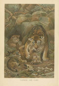 Tigress and Cubs, Antique Tiger Print, Victorian Wildlife Art 1894