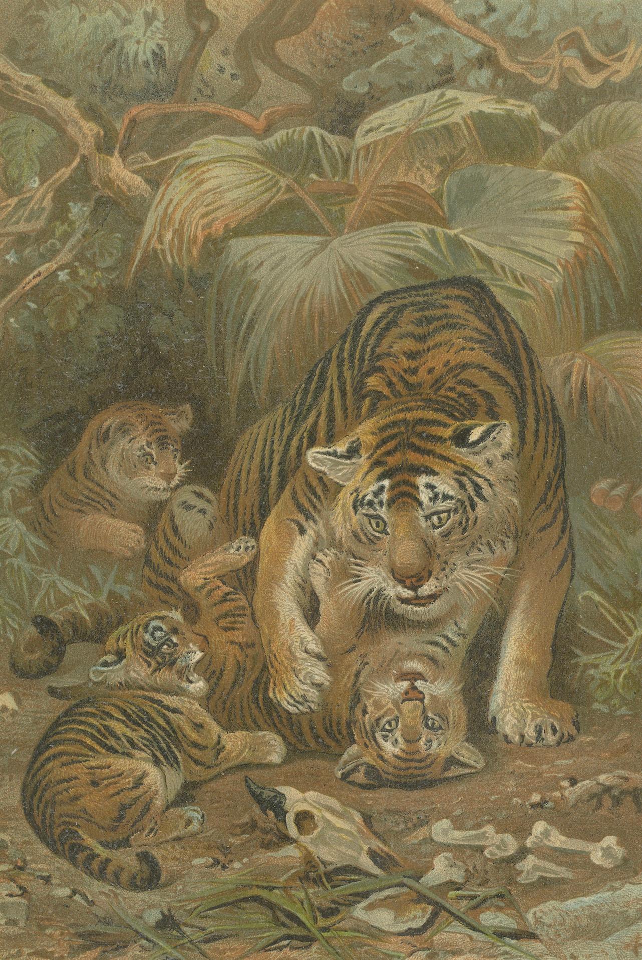 Tigress and Cubs, Antique Tiger Print, Victorian Wildlife Art 1894