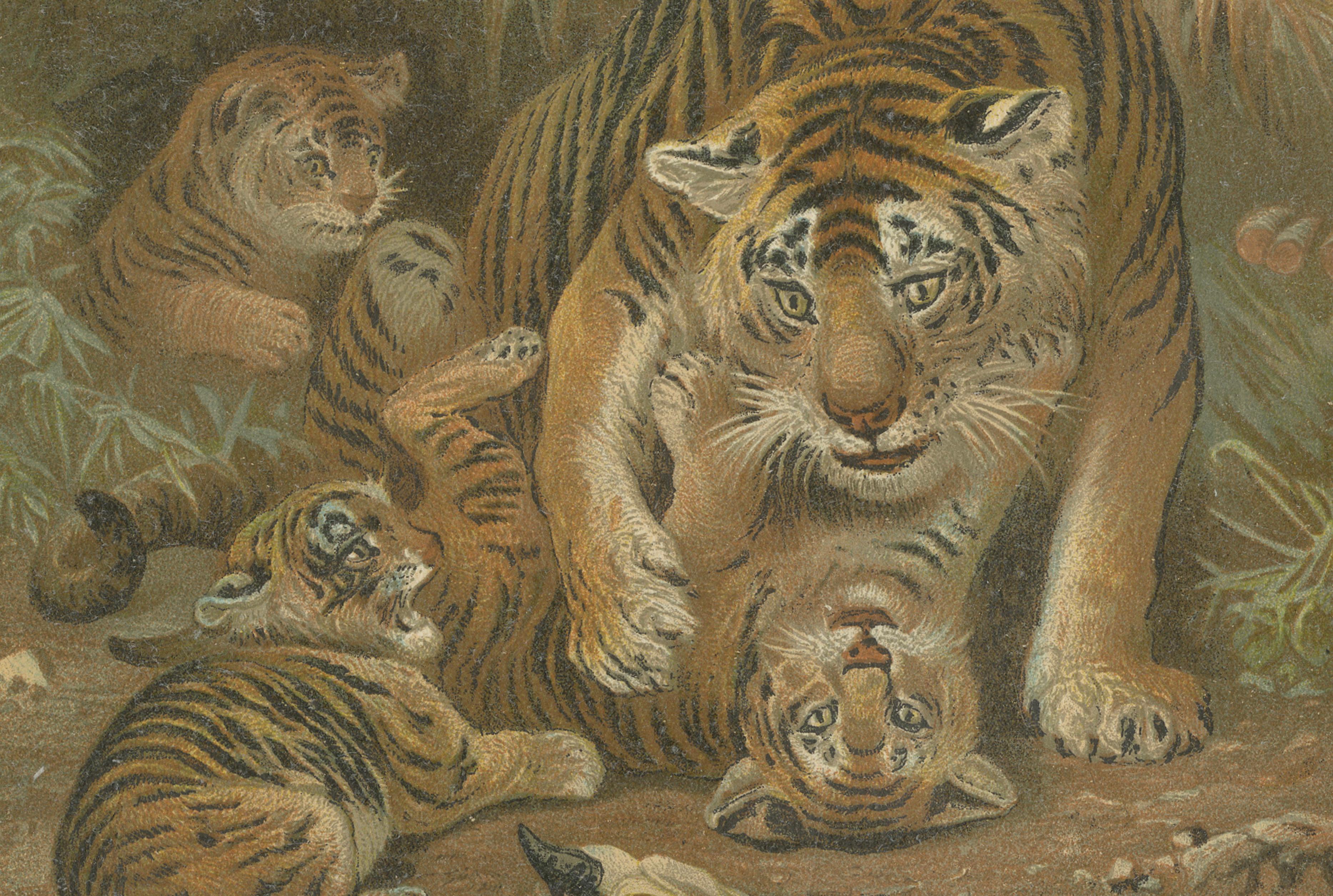 Tigress and Cubs, Antique Tiger Print, Victorian Wildlife Art 1894
