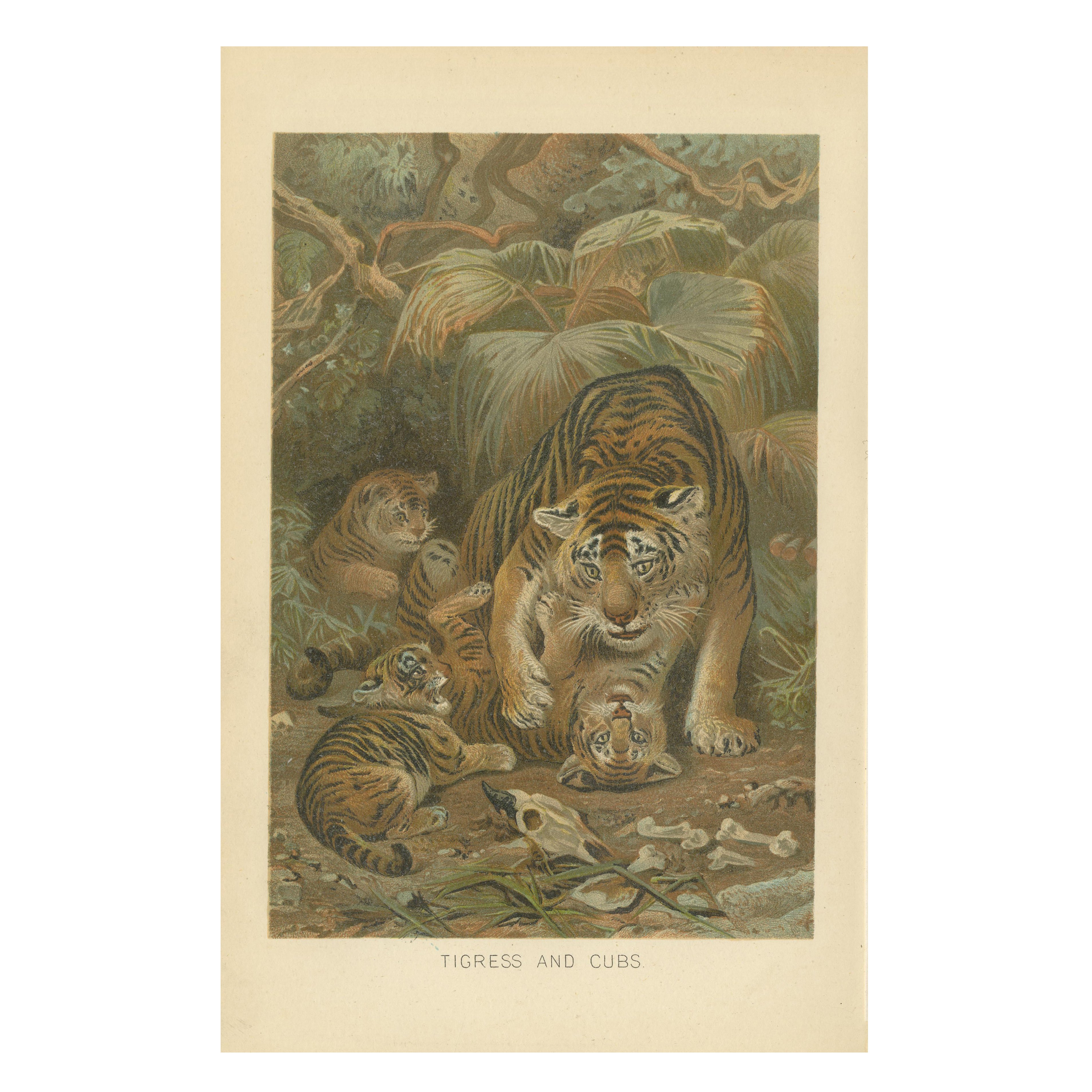 Tigress and Cubs, Antique Tiger Print, Victorian Wildlife Art 1894 For Sale