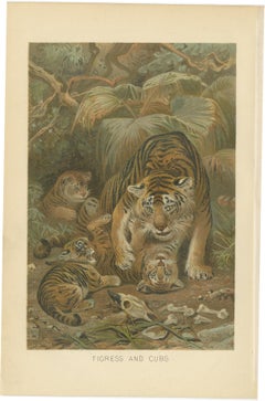 Tigress and Cubs, Antique Tiger Print, Victorian Wildlife Art 1894