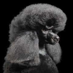 Afterglow Sugar Daddy - Tim Flach, Dogs, Animal Photography, Contemporary