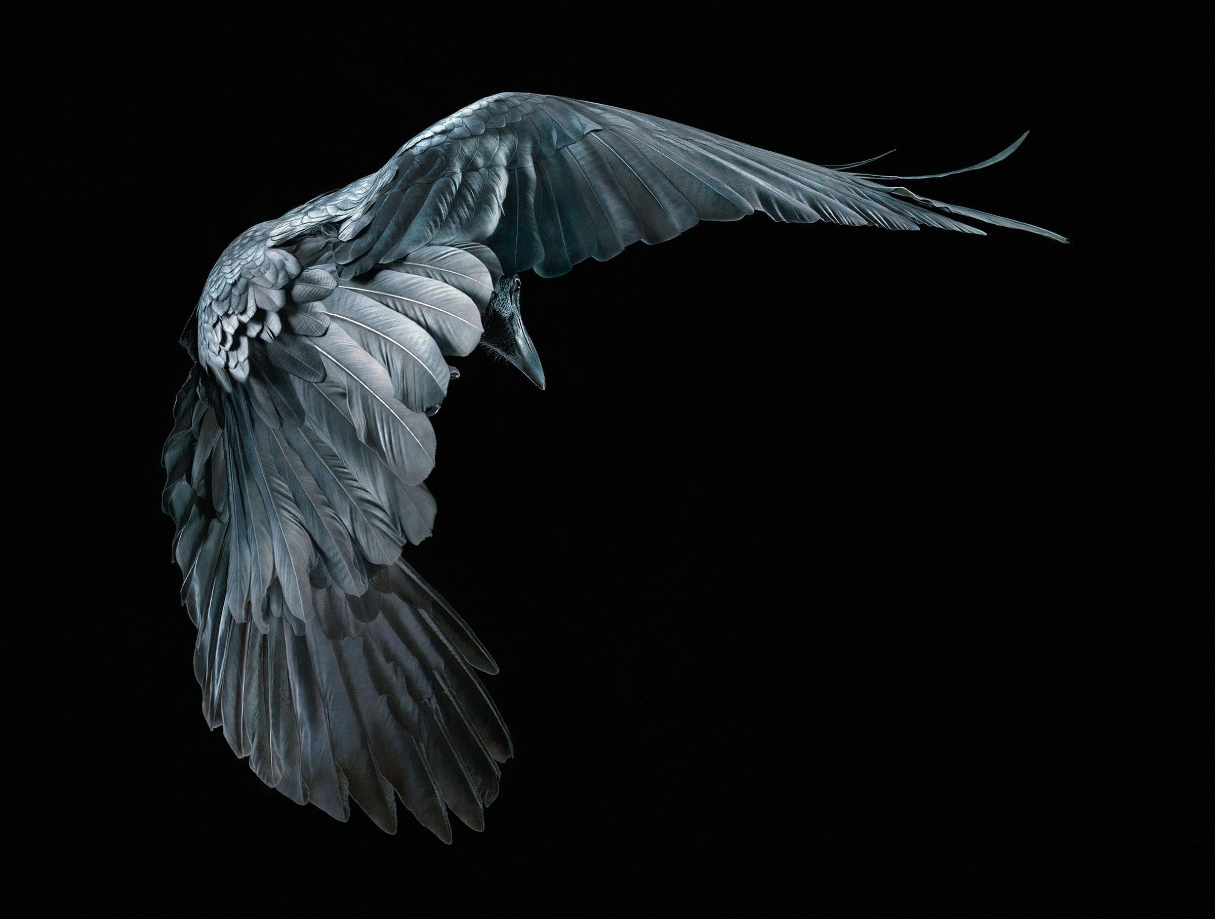 Art of Dying - Contemporary British Art, Animal Photography, Bats, Tim Flach