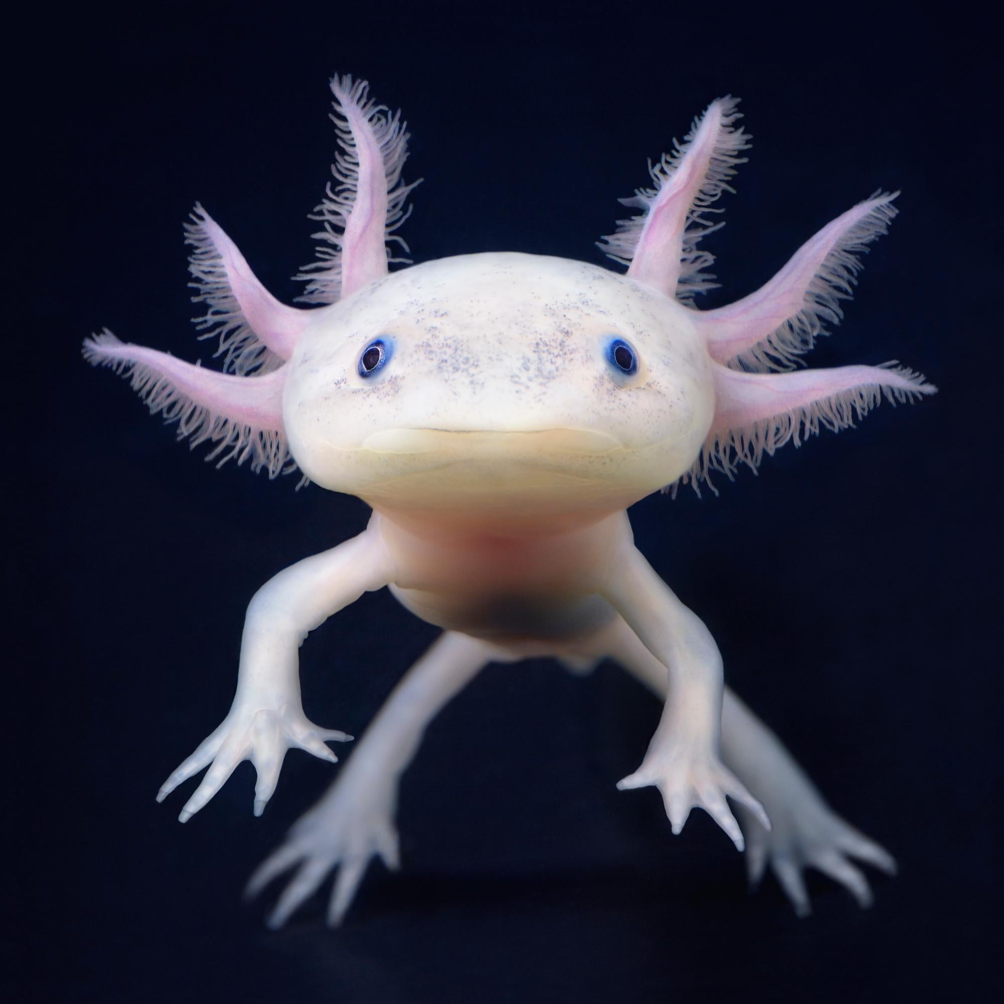 Tim Flach Portrait Photograph – Axolotl - Zeitgenössische britische Kunst, Tierfotografie, Unterwasser, Wandernder Fisch