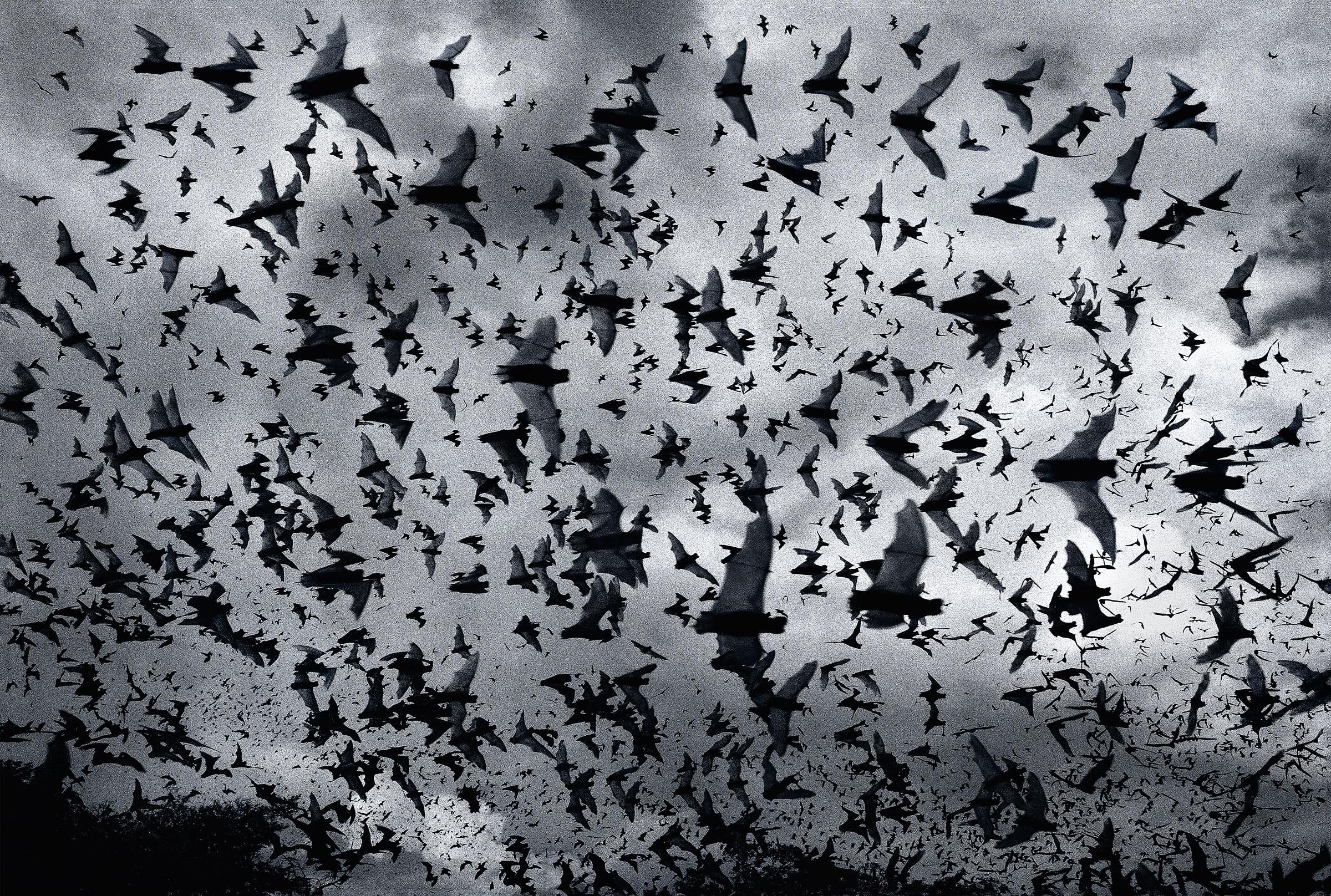 Bat Bomb - Zeitgenössische britische Kunst, Fotografie, Fledermaus, Tiere, Tim Flach