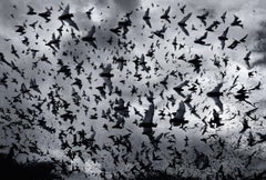 Bat Bomb - Contemporary British Art, Photography, Bats, Animals, Tim Flach