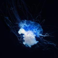 Blue Star - Arte contemporanea britannica, Fotografia di animali, Tim Flach, Oceano