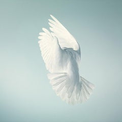 Cape Wings - Contemporary British Art, Animal Photography, Doves, Tim Flach