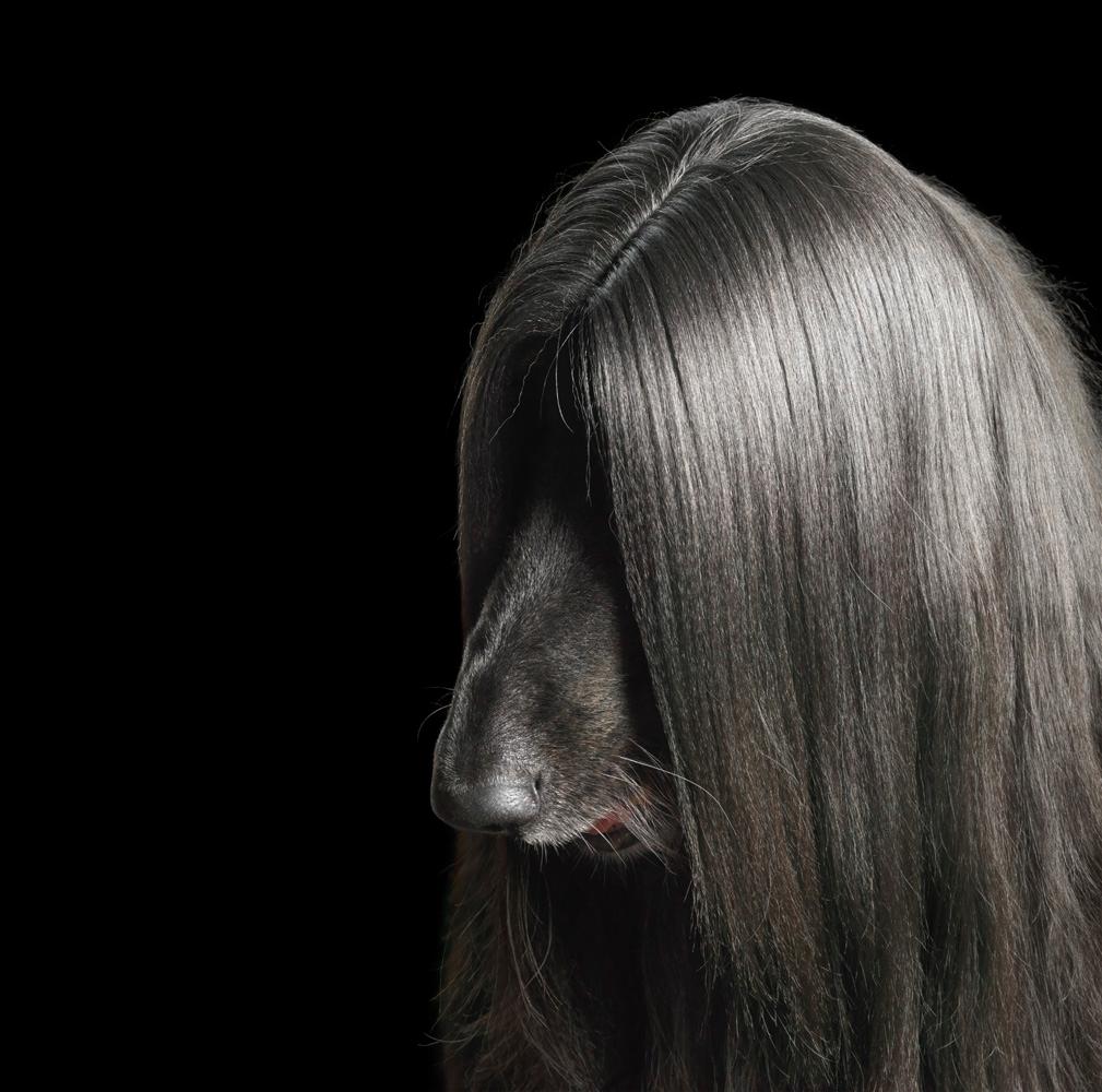 Chico's Hair - Tim Flach, Contemporary British Art, Animal Photography