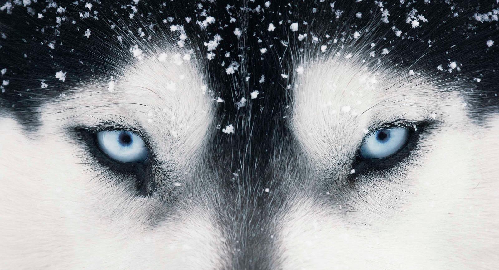 Zeitgenössische britische Kunst, Tierfotografie, Hunde – Kleopatra-Auge von Tim Flach