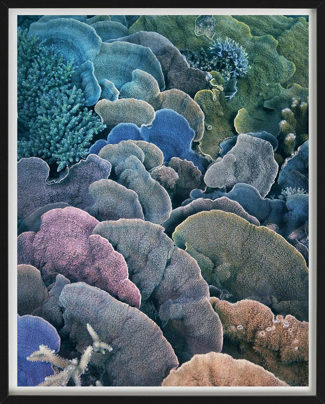 Bunte Korallen in Nahaufnahme unter Wasser, fotografiert von Tim Flach.

Alle Drucke sind in limitierter Auflage erhältlich. Erhältlich in mehreren Größen. Hochwertige Einrahmung auf Anfrage.

Alle Drucke werden von der Künstlerin oder dem Künstler