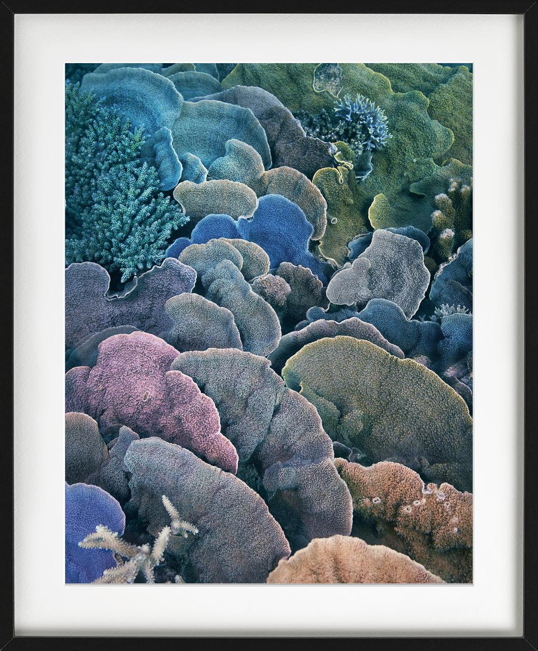 Koralle, Montipora Fan - Unterwasser Meereslebewesen Nahaufnahme, Fine Art Photography im Angebot 1