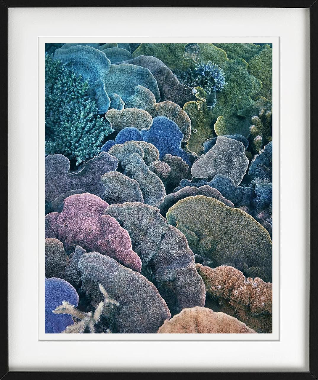 Koralle, Montipora Fan - Unterwasser Meereslebewesen Nahaufnahme, Fine Art Photography im Angebot 2