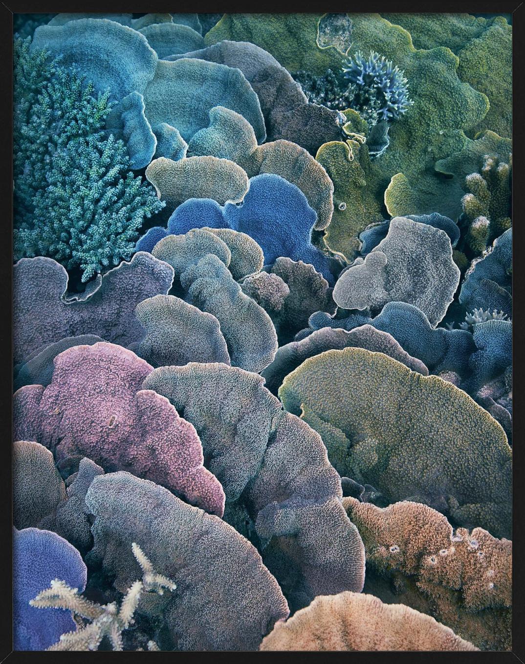 Koralle, Montipora Fan - Unterwasser Meereslebewesen Nahaufnahme, Fine Art Photography im Angebot 3
