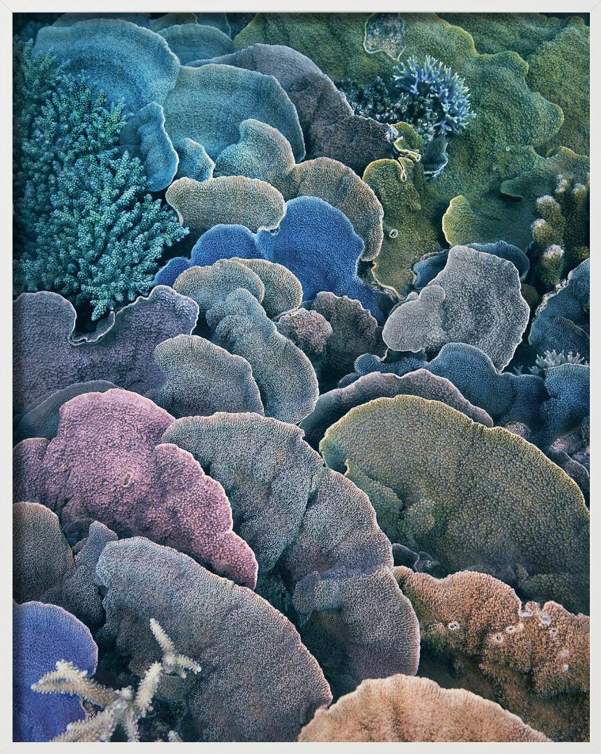 Koralle, Montipora Fan - Unterwasser Meereslebewesen Nahaufnahme, Fine Art Photography im Angebot 4