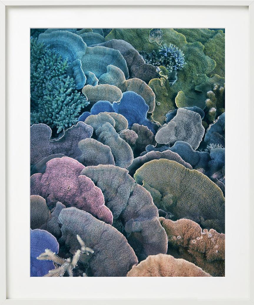 Koralle, Montipora Fan - Unterwasser Meereslebewesen Nahaufnahme, Fine Art Photography im Angebot 5