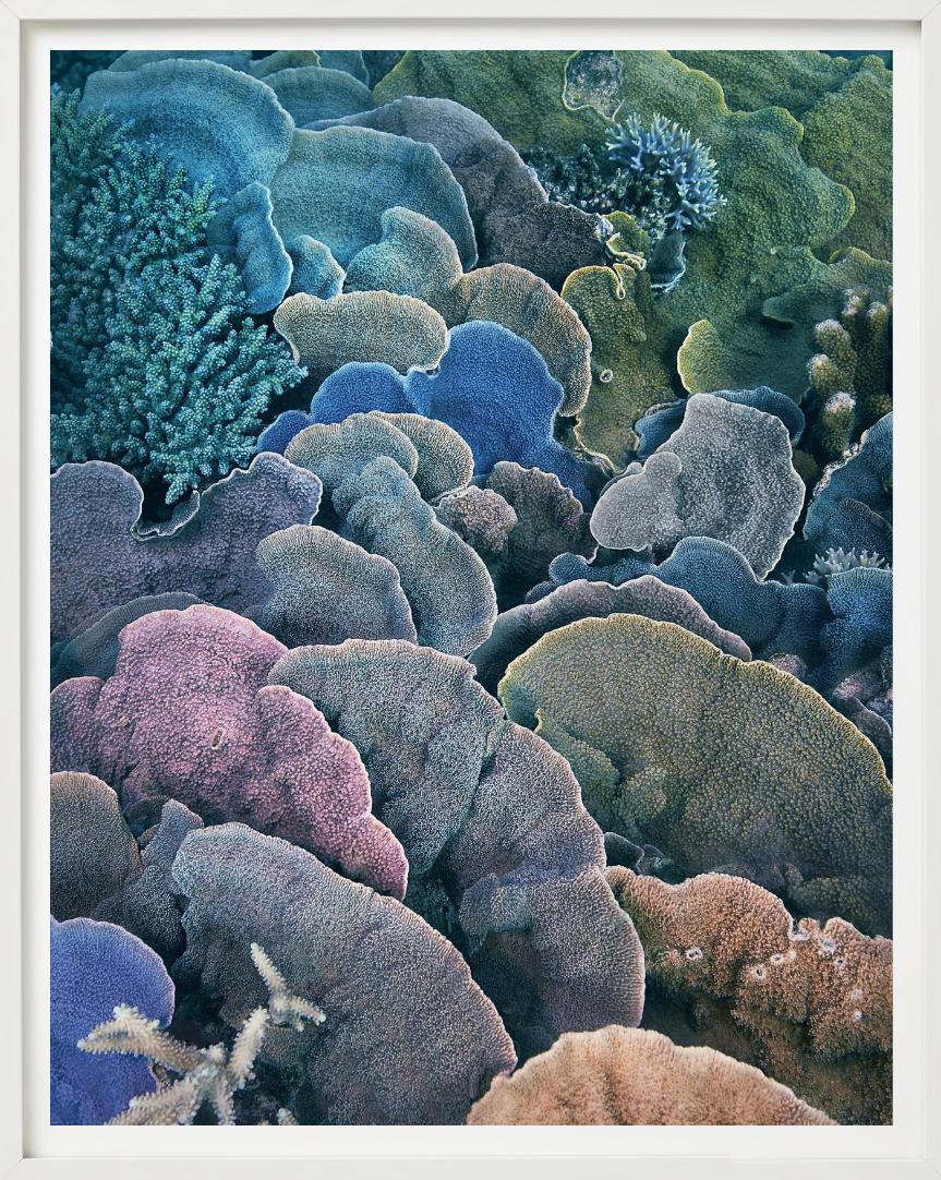 Koralle, Montipora Fan - Unterwasser Meereslebewesen Nahaufnahme, Fine Art Photography im Angebot 6
