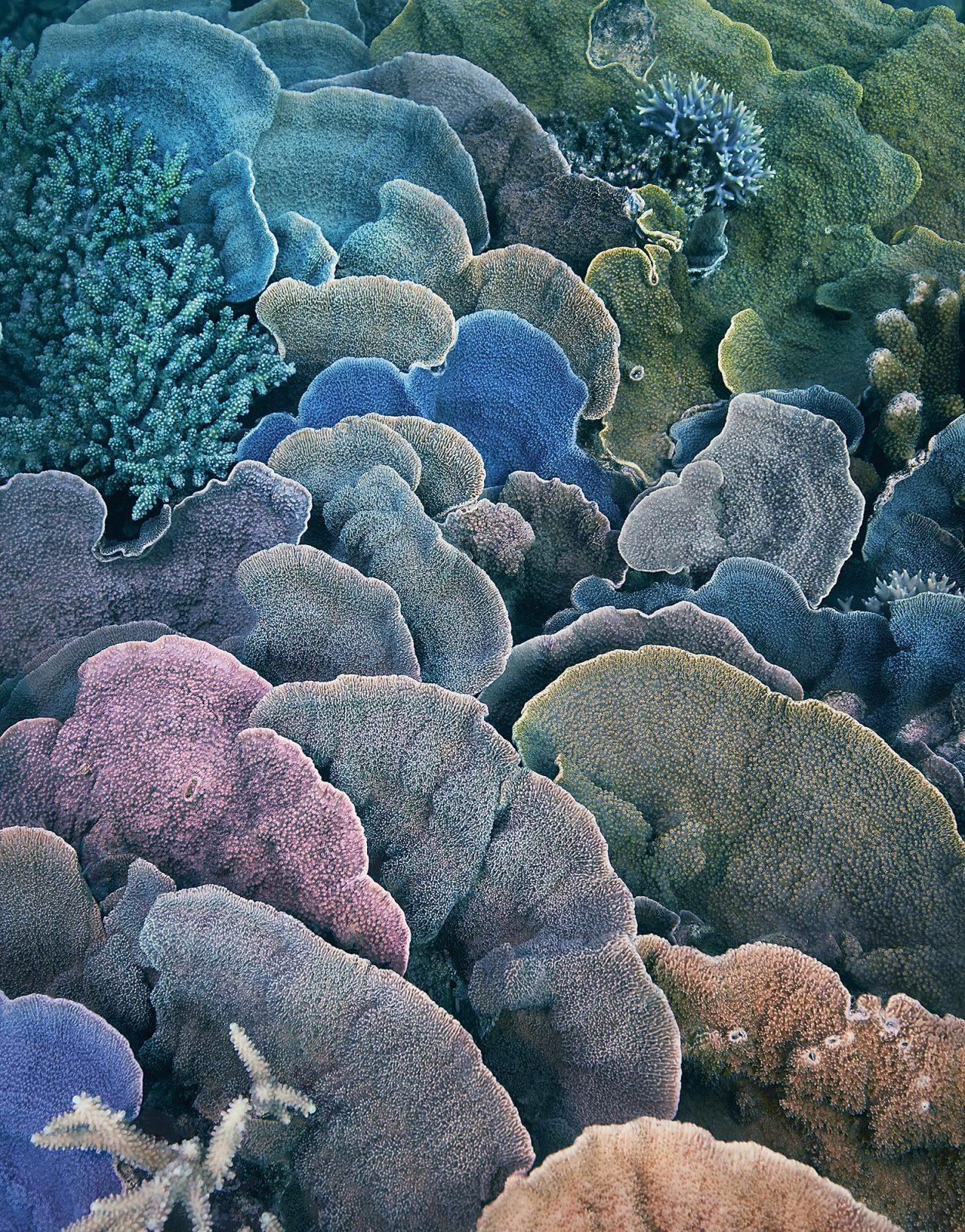 Tim Flach Color Photograph – Koralle, Montipora Fan - Unterwasser Meereslebewesen Nahaufnahme, Fine Art Photography