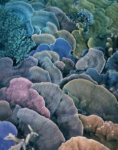 Coral, Montipora Fan - Underwater Sealife Closeup, Fine Art Photography