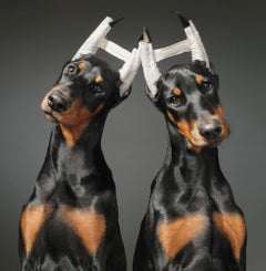 Cosmetic Surgery – Tim Flach, Zeitgenössische britische Kunst, Tierfotografie, Hunde