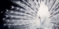 Courtship - Contemporary British Art, Animal Photography, Tim Flach, Peacocks