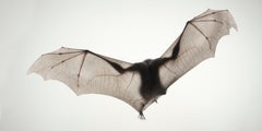 Da Vinci Bat - Art britannique contemporain, photographie d'animaux, Tim Flach