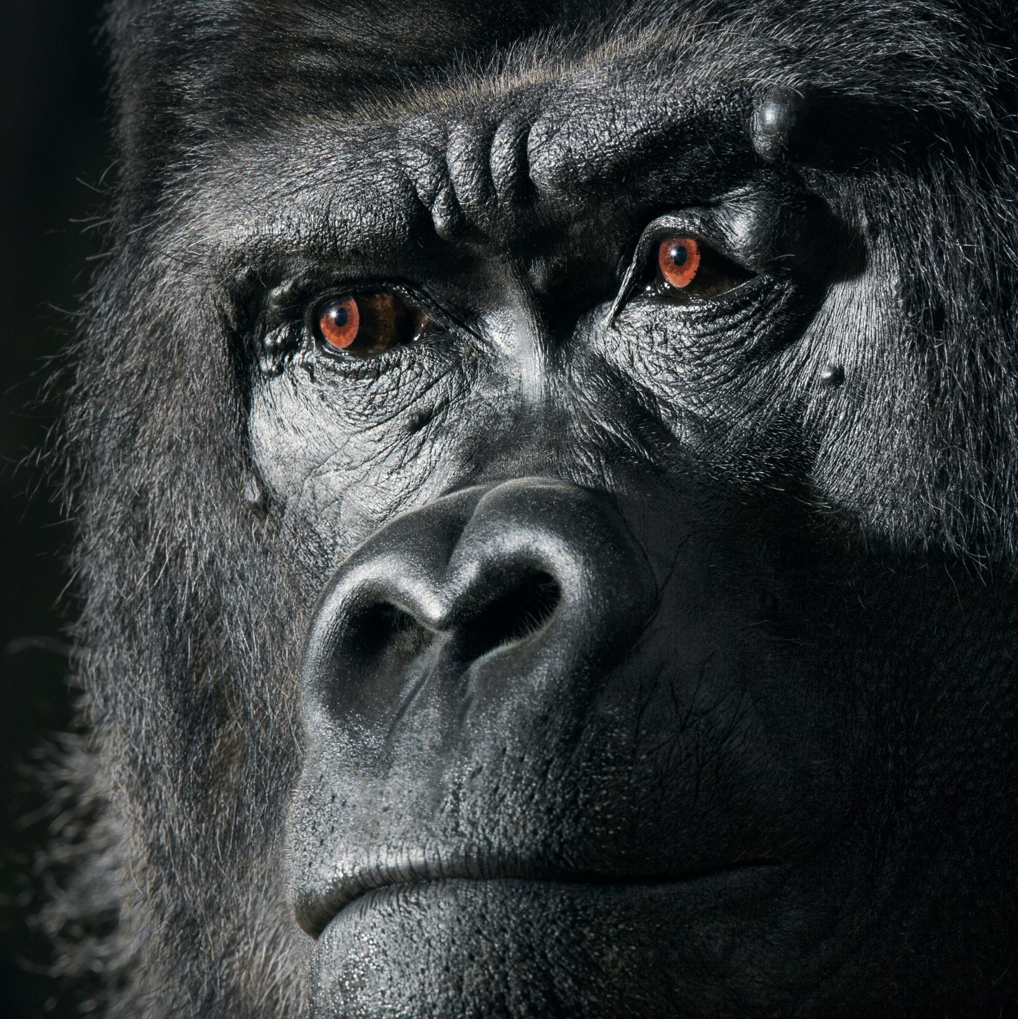 Please bear in mind that all prints are produced to order. Lead times are expected between 15-20 days.

'Djala' is a stunning C-Type print by contemporary British photographer Tim Flach available in this size in Edition 7/10.

Flach has mainly