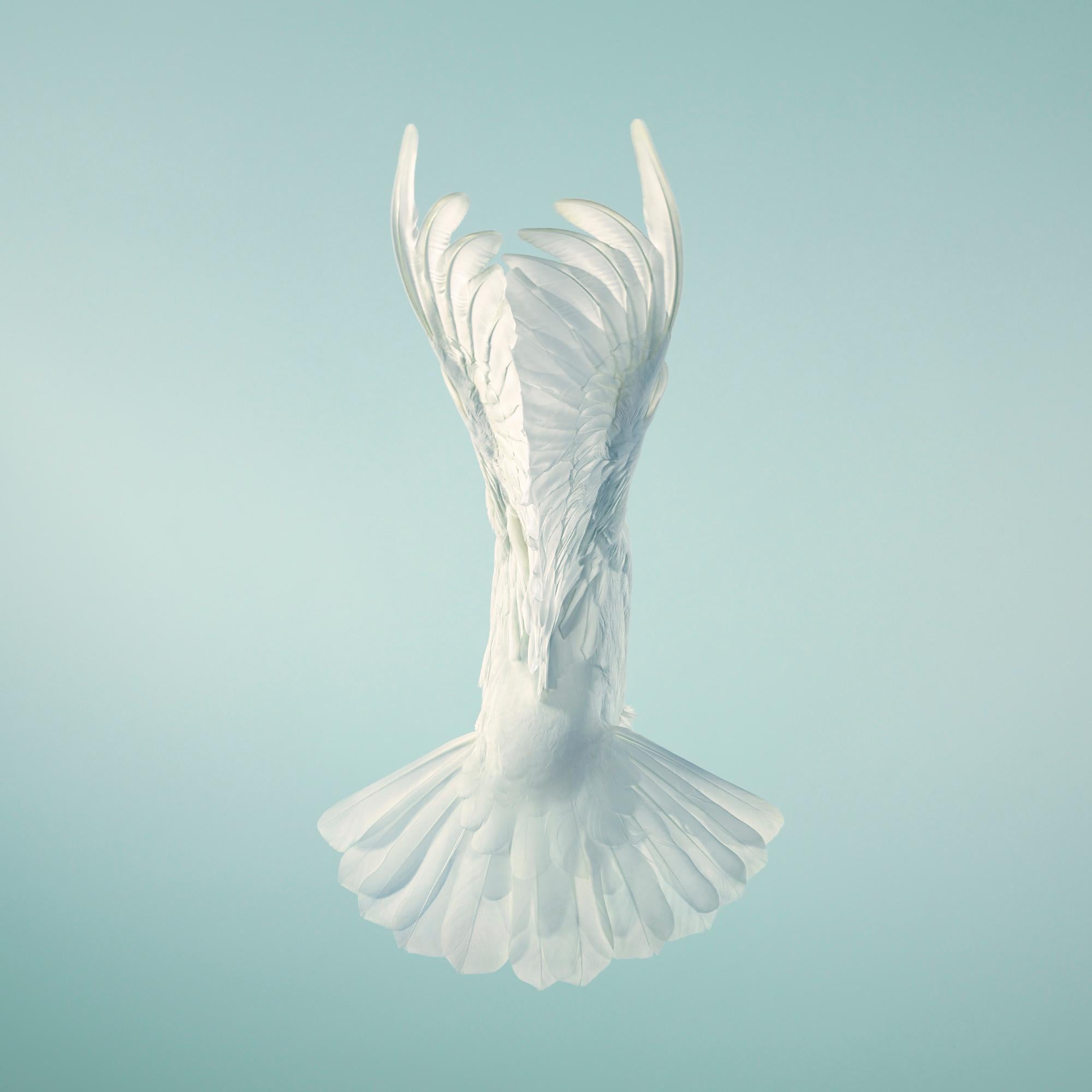 Doves, Vase - Tim Flach, Contemporary British Photography, Animal Art, Birds