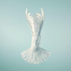 Doves, Vase - Tim Flach, Zeitgenössische britische Fotografie, Tierkunst, Vögel