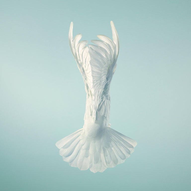 Tim Flach - Doves, Vase - Tim Flach, Contemporary British Photography,  Animal Art, Birds For Sale at 1stDibs