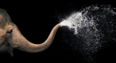 Elephant Spray - Contemporary British Art, Animal Photography, Tim Flach