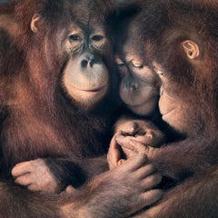 Family Group - Zeitgenössische britische Kunst, Tierfotografie, Tim Flach