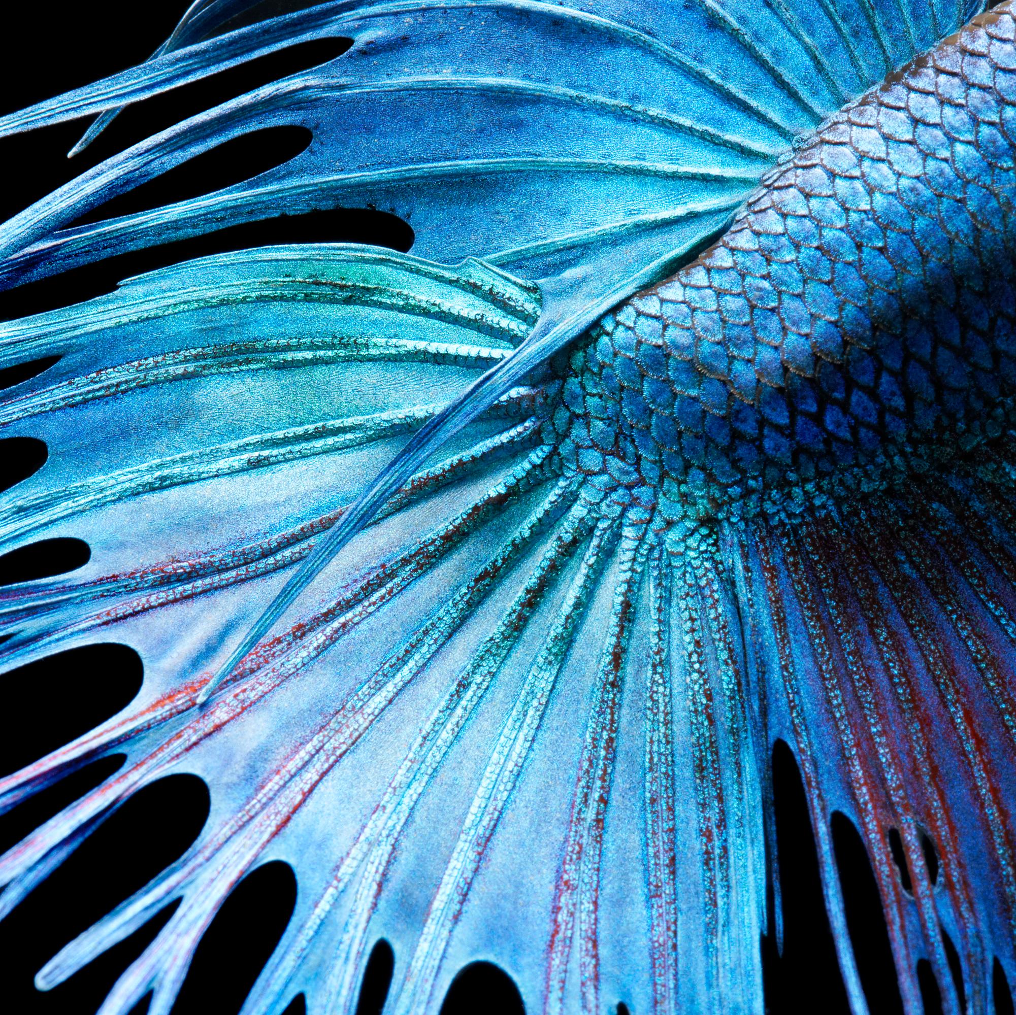 Please bear in mind that all prints are produced to order. Lead times are expected between 15-20 days.

'Fighting Fish Abstract' is a stunning C-Type print by contemporary British photographer Tim Flach available in this size in Edition 2/10. This