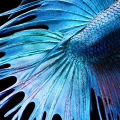 Fighting Fish Abstract - Tim Flach, Contemporary Photography, British Art