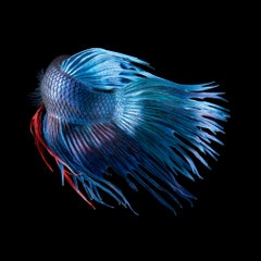 Fighting Fish - Tim Flach, Contemporary Photography, British Art, Animal Photos
