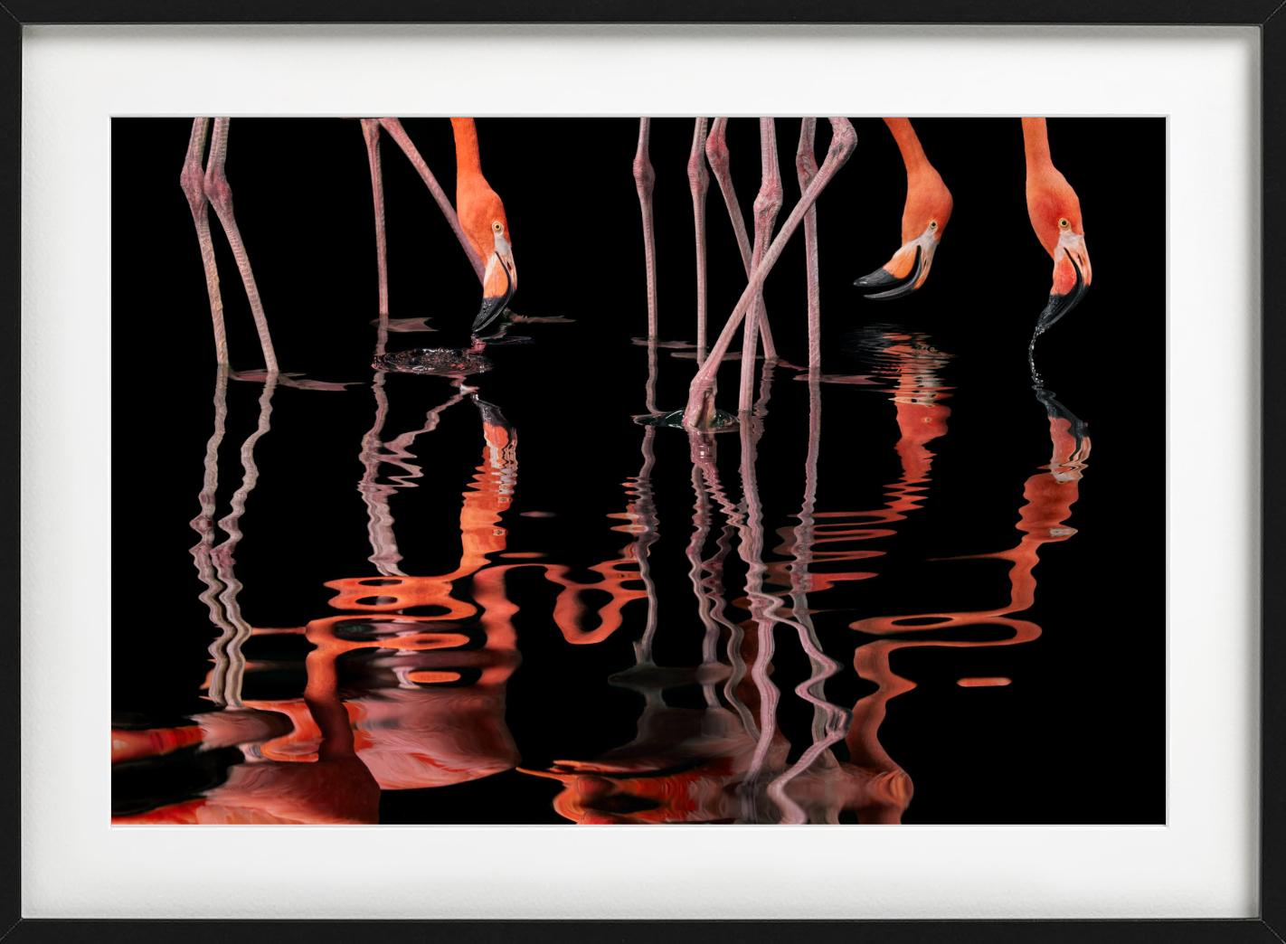 Flamenco - Anmales reflejados en el agua, Fotografía artística - Photograph Contemporáneo de Tim Flach